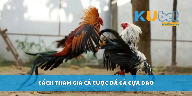 Cách tham gia cá cược đá gà cựa dao