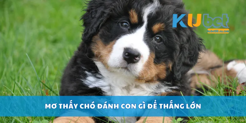 Mơ thấy chó đánh con gì để thắng lớn