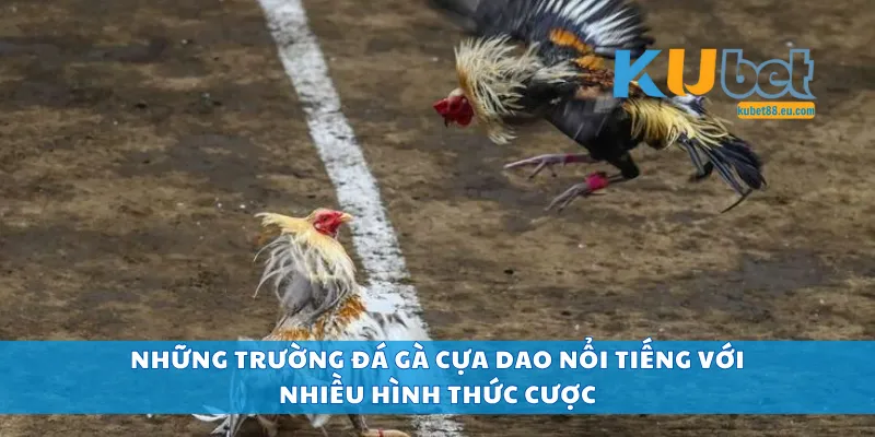 Những trường đá gà cựa dao nổi tiếng với nhiều hình thức cược
